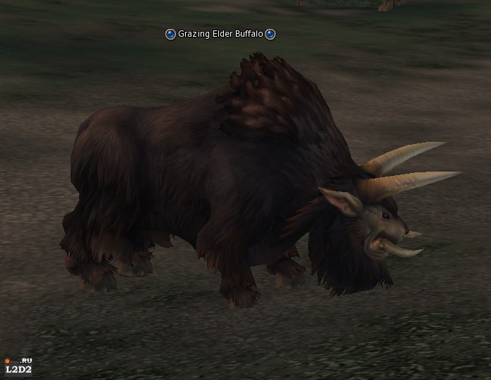 Grazing Elder Buffalo