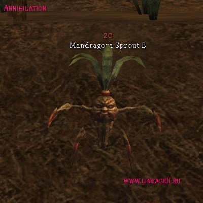 Mandragora Sprout