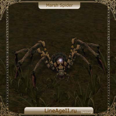 Marsh Spider