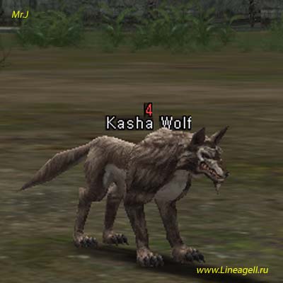 Kasha Wolf
