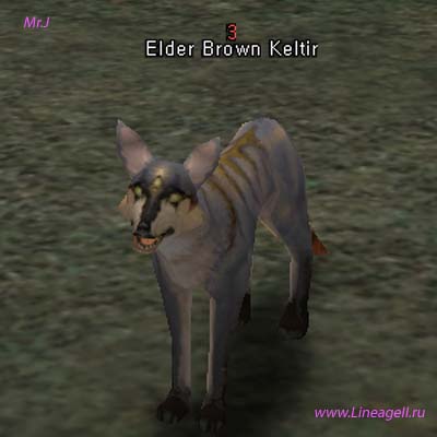 Elder Brown Keltir